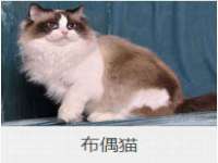 北京辉夜鼎网络科技有限公司