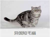 北京辉夜鼎网络科技有限公司