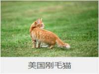 北京辉夜鼎网络科技有限公司