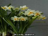 北京辉夜鼎网络科技有限公司