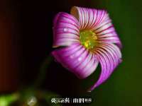 北京辉夜鼎网络科技有限公司