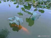 北京辉夜鼎网络科技有限公司