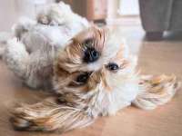 北京辉夜鼎网络科技有限公司