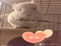 北京辉夜鼎网络科技有限公司