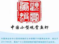 北京辉夜鼎网络科技有限公司