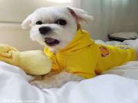 北京辉夜鼎网络科技有限公司