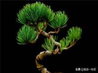 北京辉夜鼎网络科技有限公司