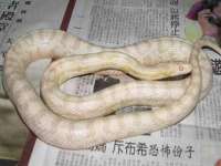 北京辉夜鼎网络科技有限公司