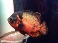 北京辉夜鼎网络科技有限公司