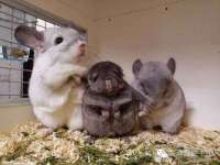 北京辉夜鼎网络科技有限公司